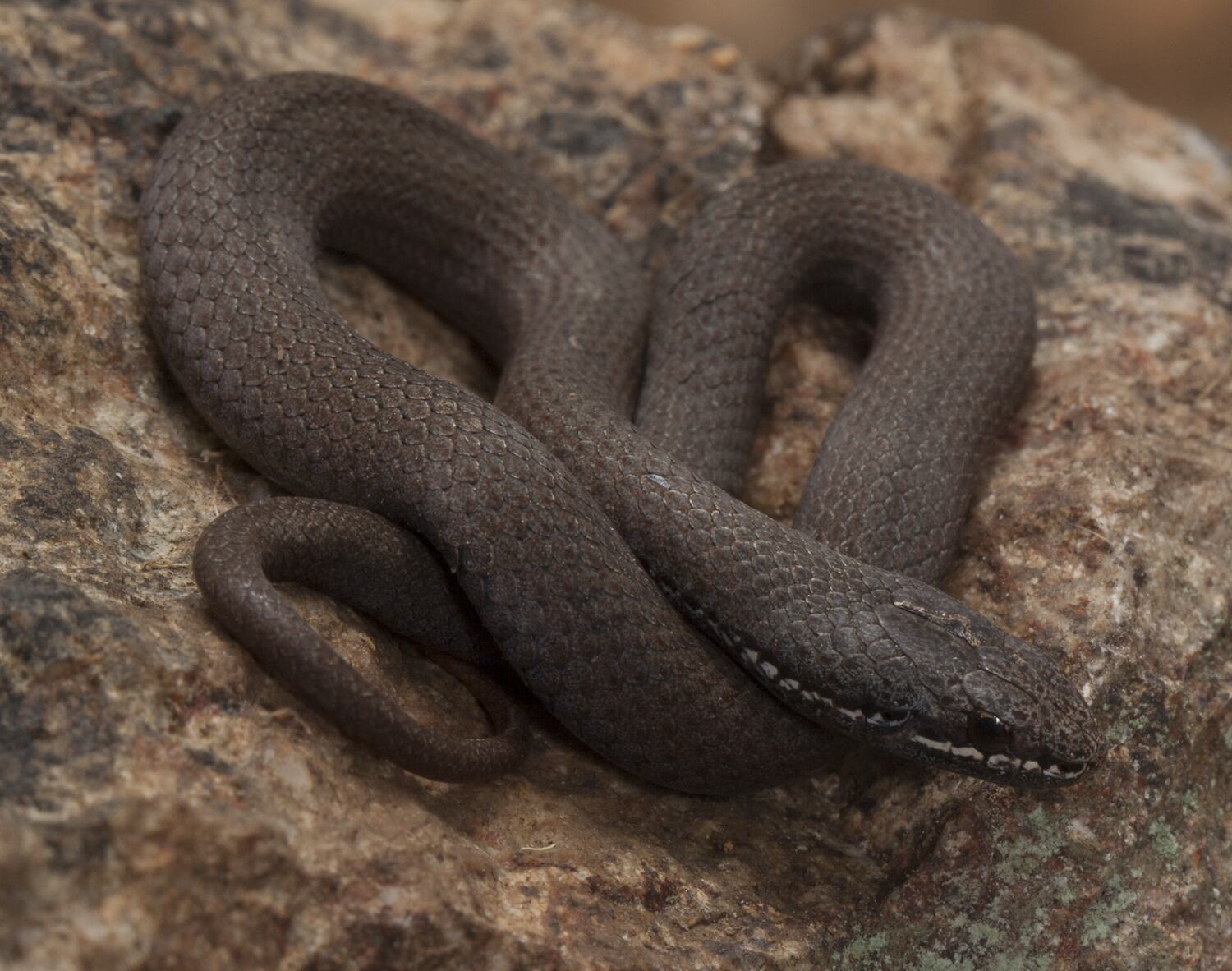 White-Lipped Snake